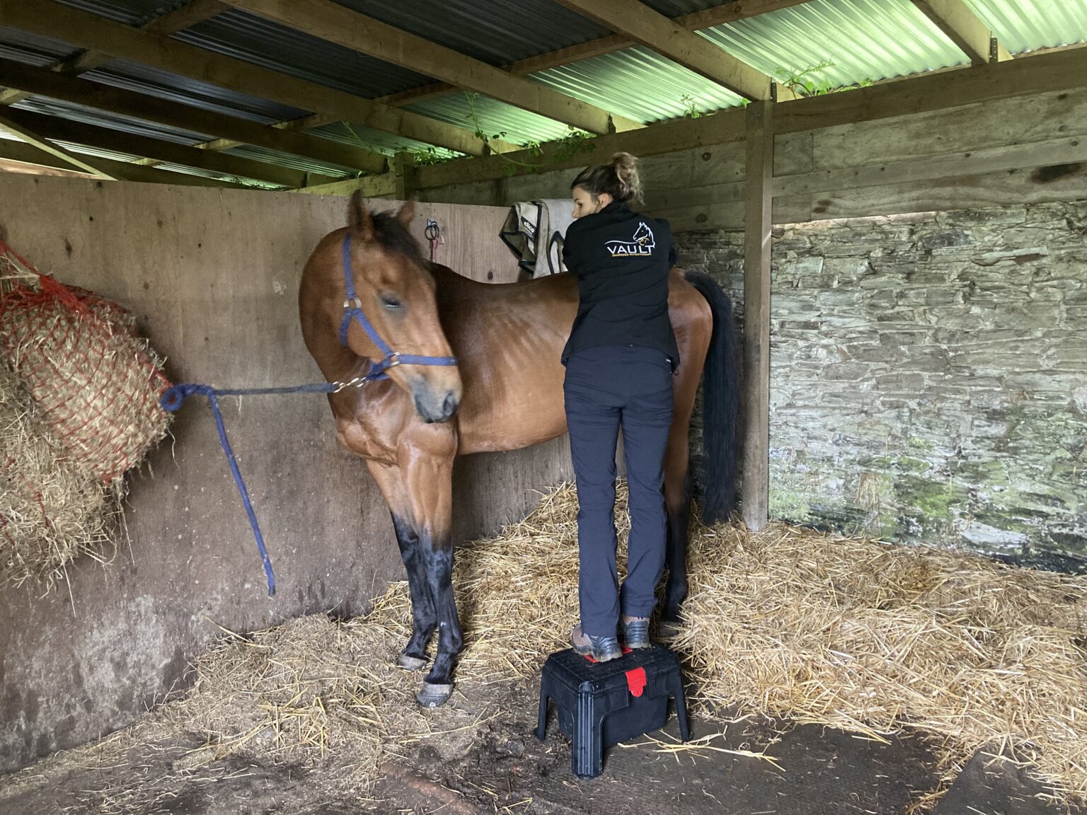 Equine - Vault Physiotherapy